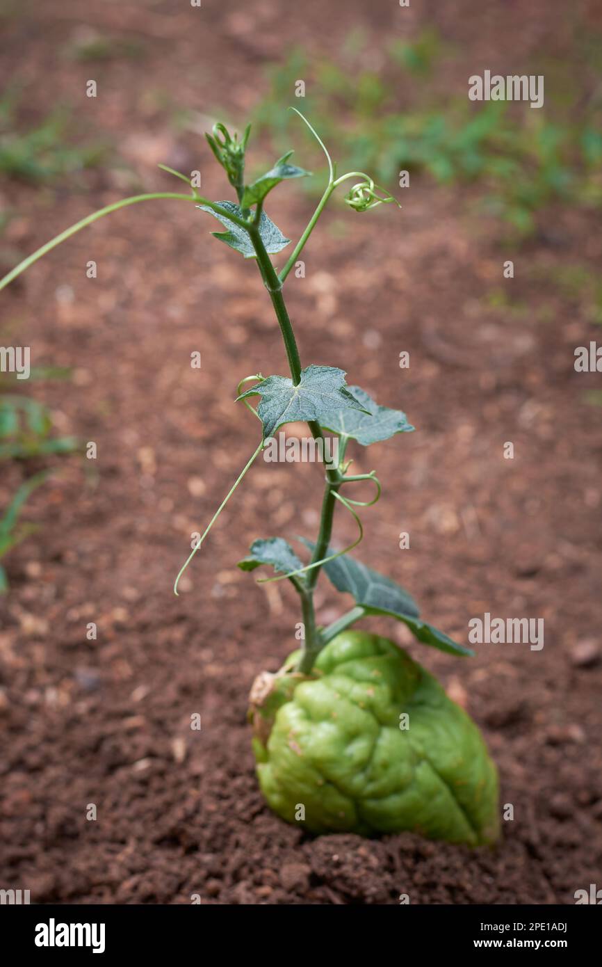 chayote or chow chow growing out from it's fruit, nutritious vegetable sprout in the natural garden background, side view and selective focus Stock Photo