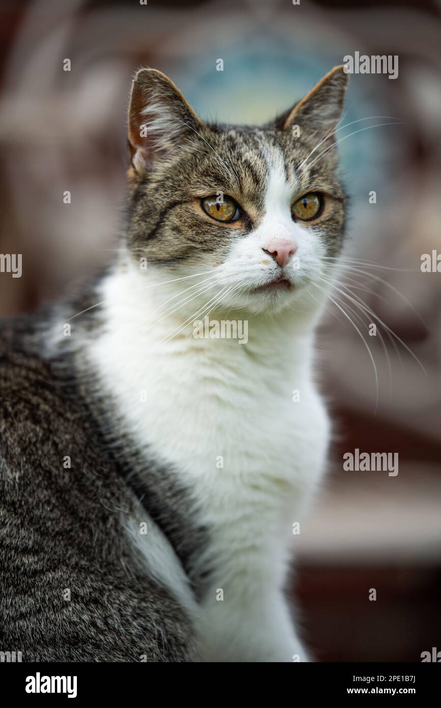 Domestic cat sitting on a wall in a garden looks into the distance ...