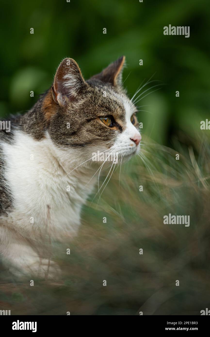 Domestic cat in a garden looks into the distance Stock Photo - Alamy