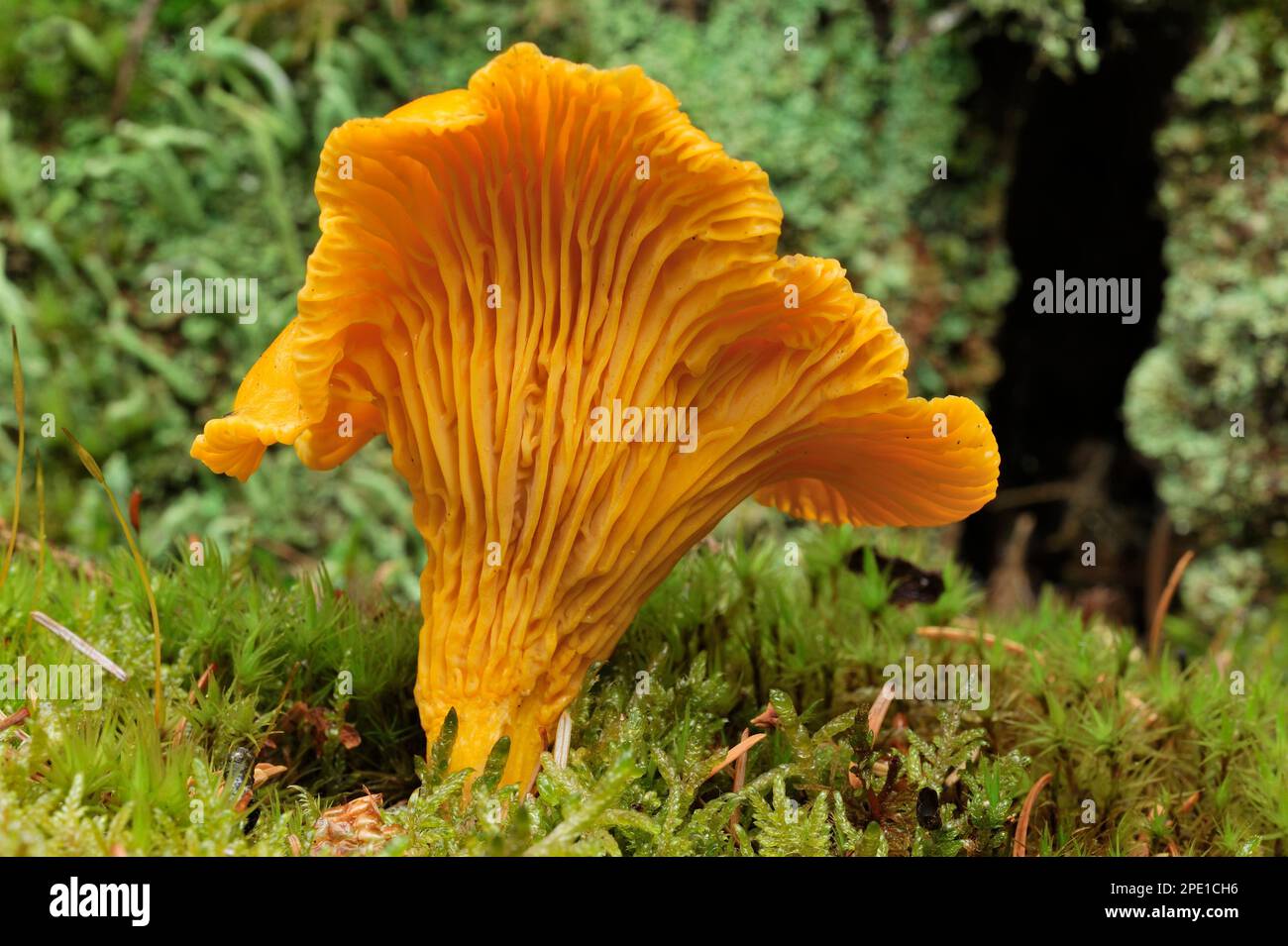 Chanterelle Fungi (Cantharellus cibarius) mature specimen growing on