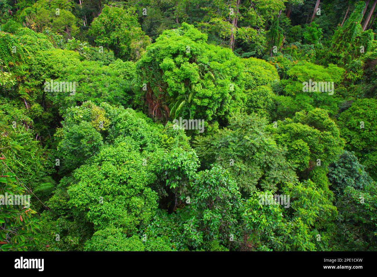 Malaysia, Sabah, Sepilok, rainforest, flora, vegetation, plants, trees, Rainforest Discovery