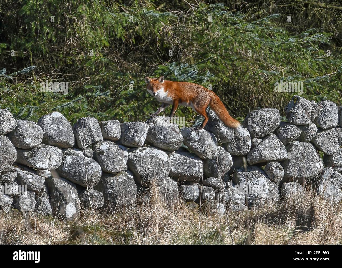 Fox stone wall hi res stock photography and images Alamy