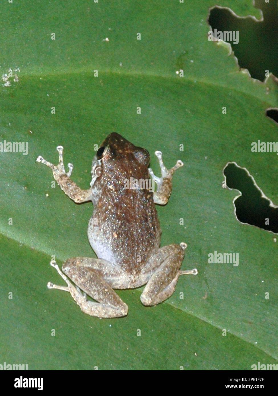 A coqui frog sits on a leaf in Wahiwa, Oahu, Monday, June 27, 2005. The