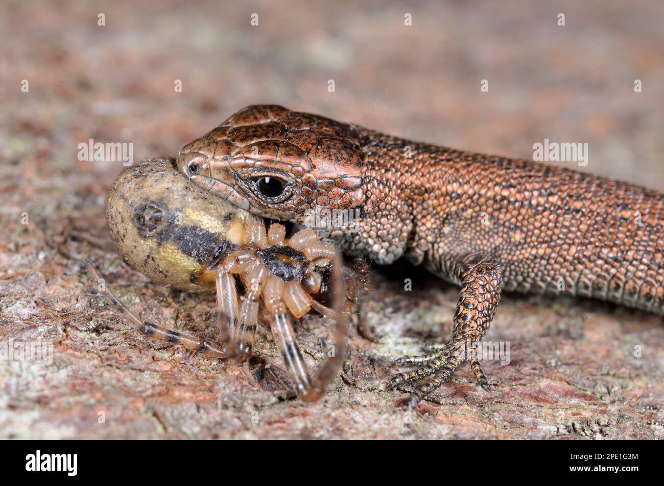 Common / Viviparous Lizard (Zootoca vivipara) juvenile animal eating