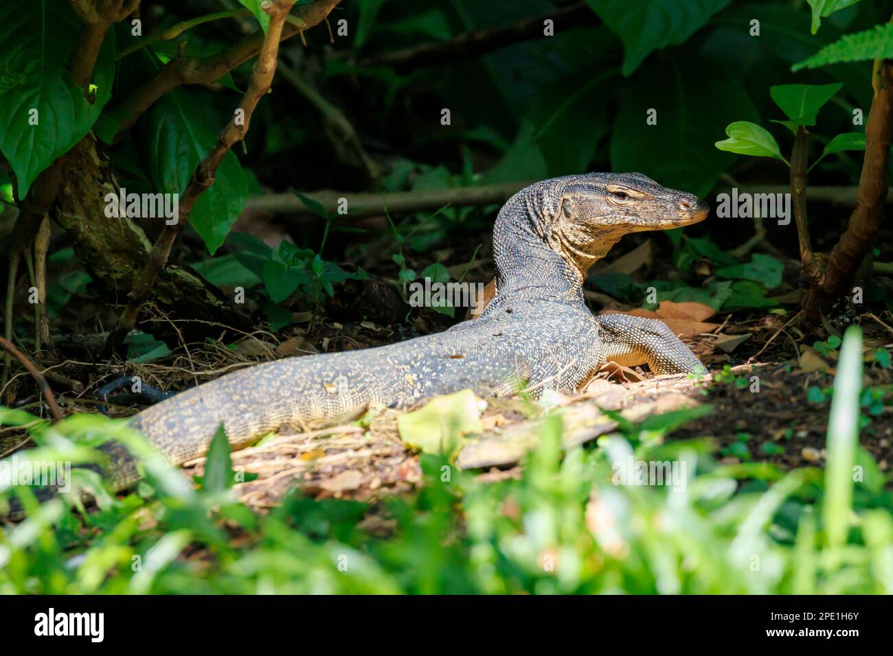 Malayan water monitor lizard (Varanus salvator) Singapore Stock Photo