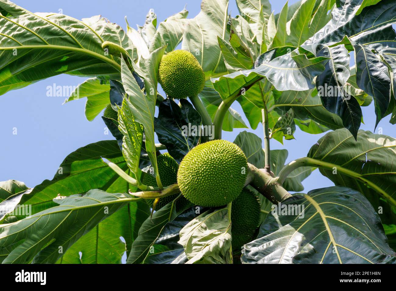 Breadnut tree (Artocarpus camansi) and fruit, Singapore Stock Photo Alamy