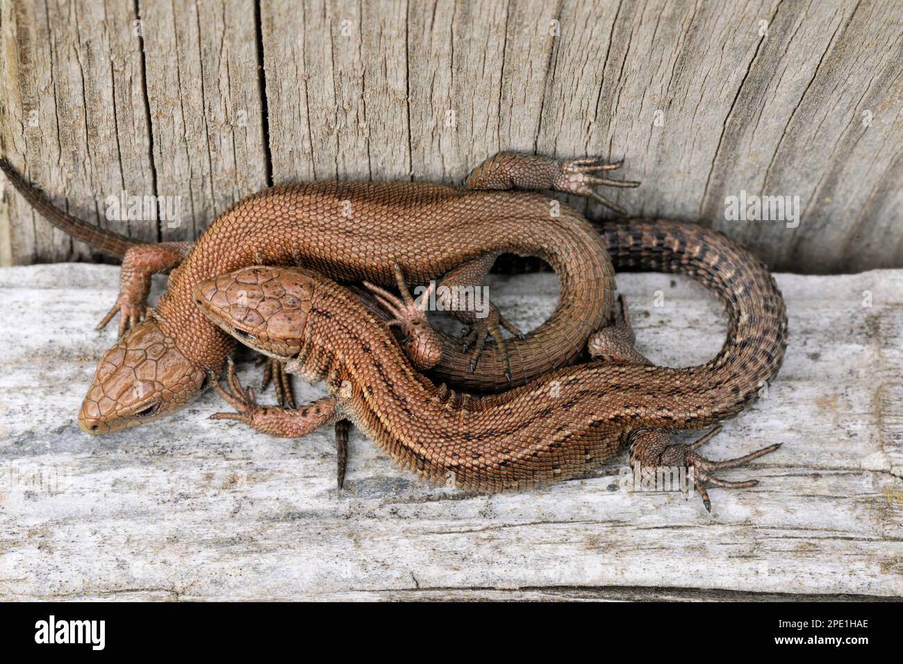 Common / Viviparous Lizard (Zootoca vivipara) close-up of juvenile lizards basking in sunshine on south-facing wooden fence rail in late summer. Stock Photo