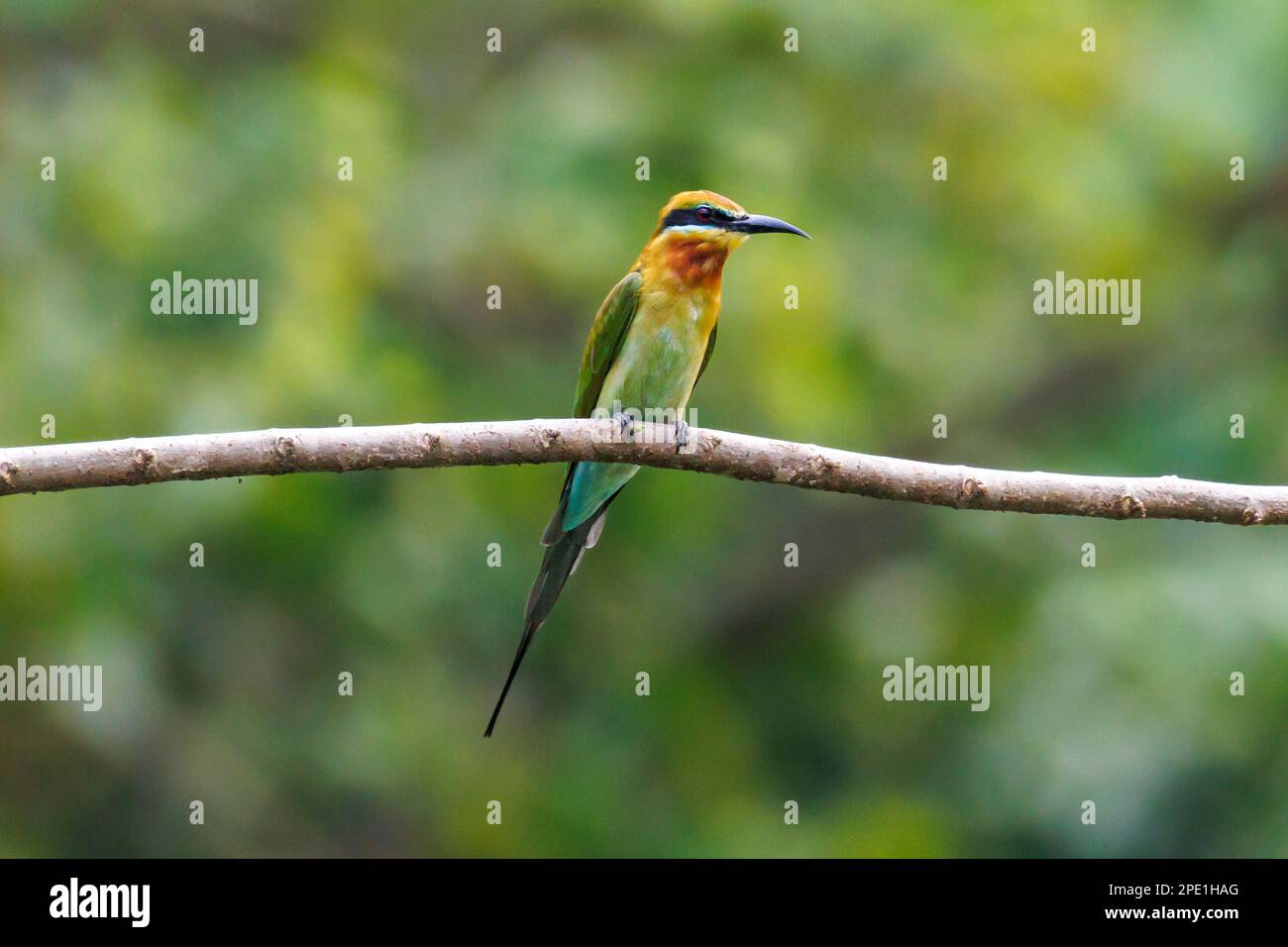 Blue-tailed Bee-eater (Merops philippinus) Singapore Stock Photo