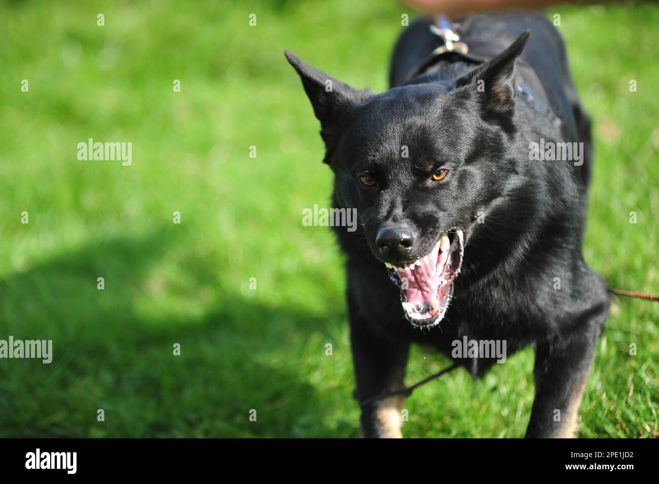 angry german shepherd dog Stock Photo