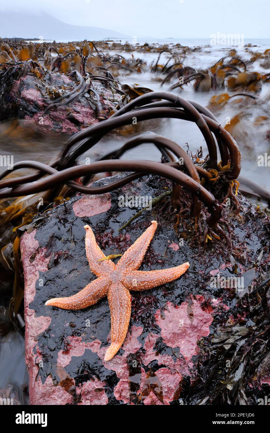 Common Starfish (Asterias rubens) on rock in kelp bed at low tide, North Harris, Outer Hebrides, Scotland, March 2012 Stock Photo