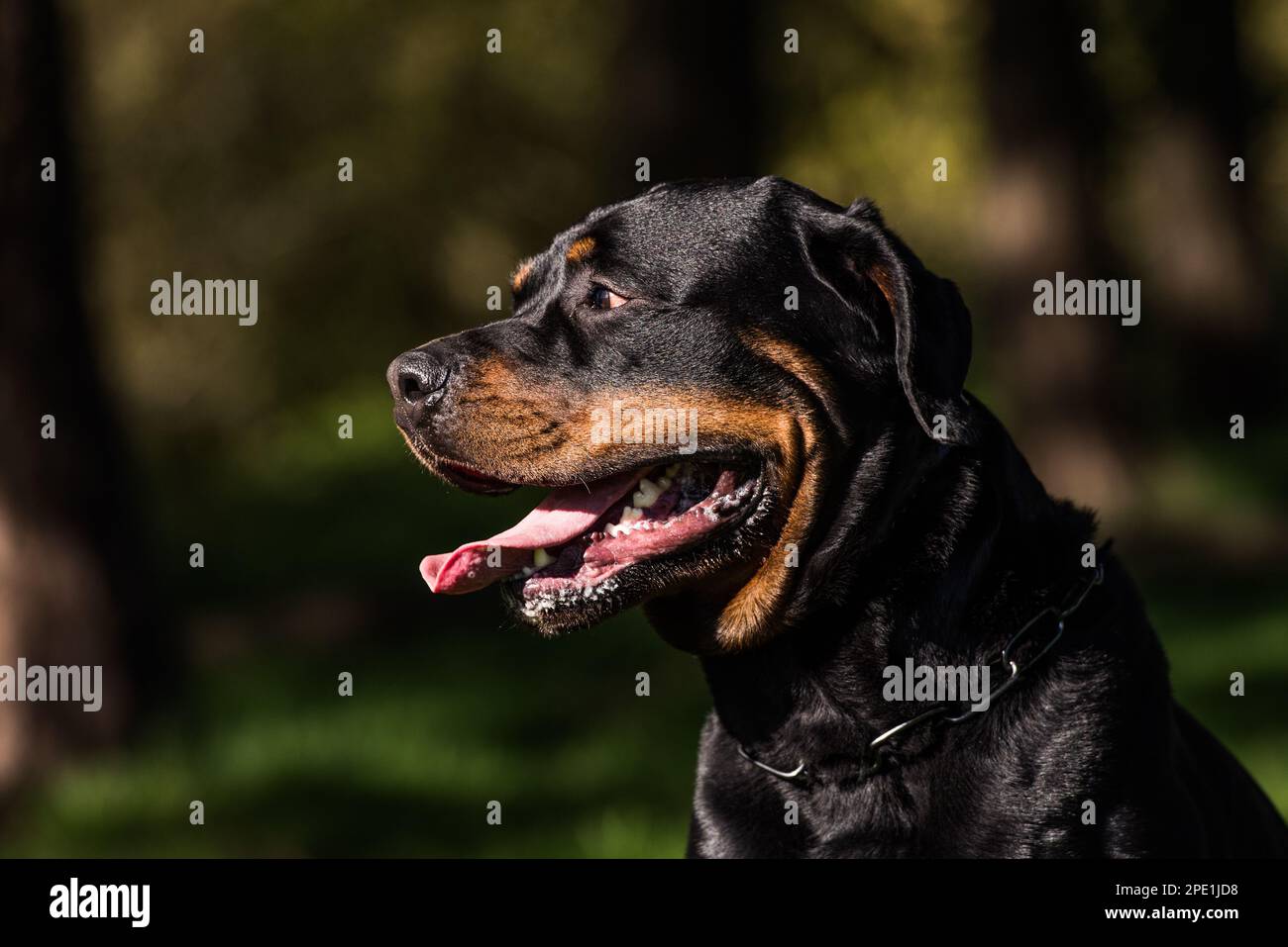 male rottweiler portrait Stock Photo - Alamy