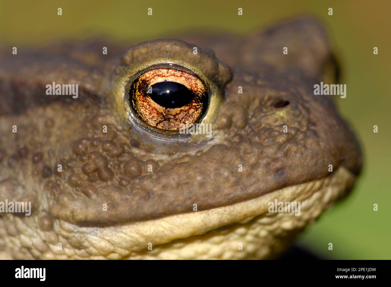 Toad Border Common Toad (Bufo bufo) close-up of adult photographed in garden ...