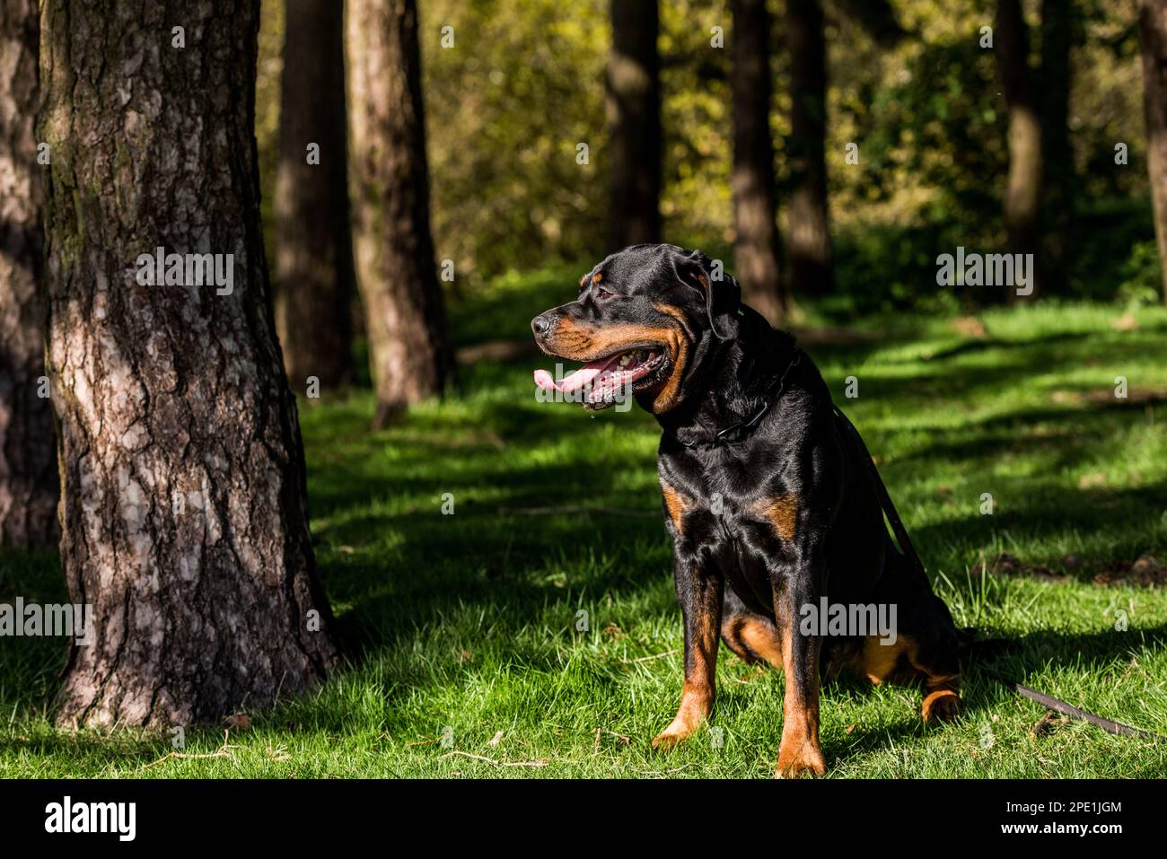 Rottweiler Gartenflagge Von 3dRose – Bunt, Wetterfest Und Voller Charme