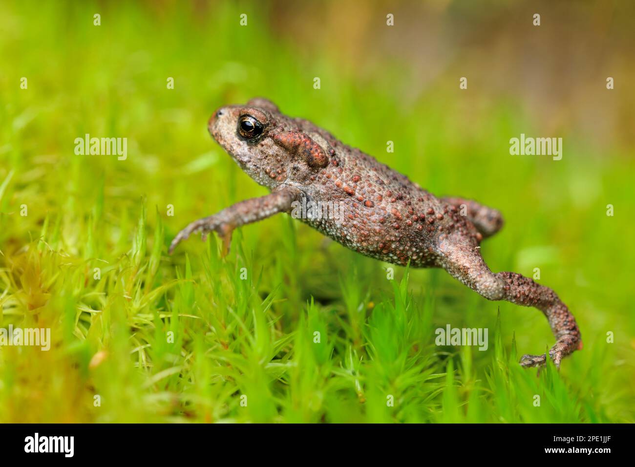 Common Toad (Bufo bufo) juvenile toadlet walking over moss in birchwood in late summer, Inverness-shire, Scotland, September 2010 Stock Photo