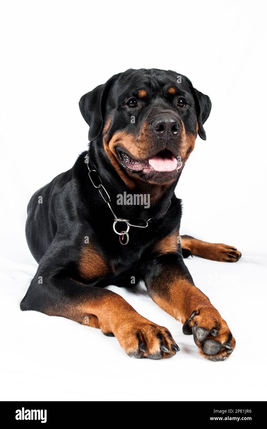 male rottweiler portrait Stock Photo - Alamy