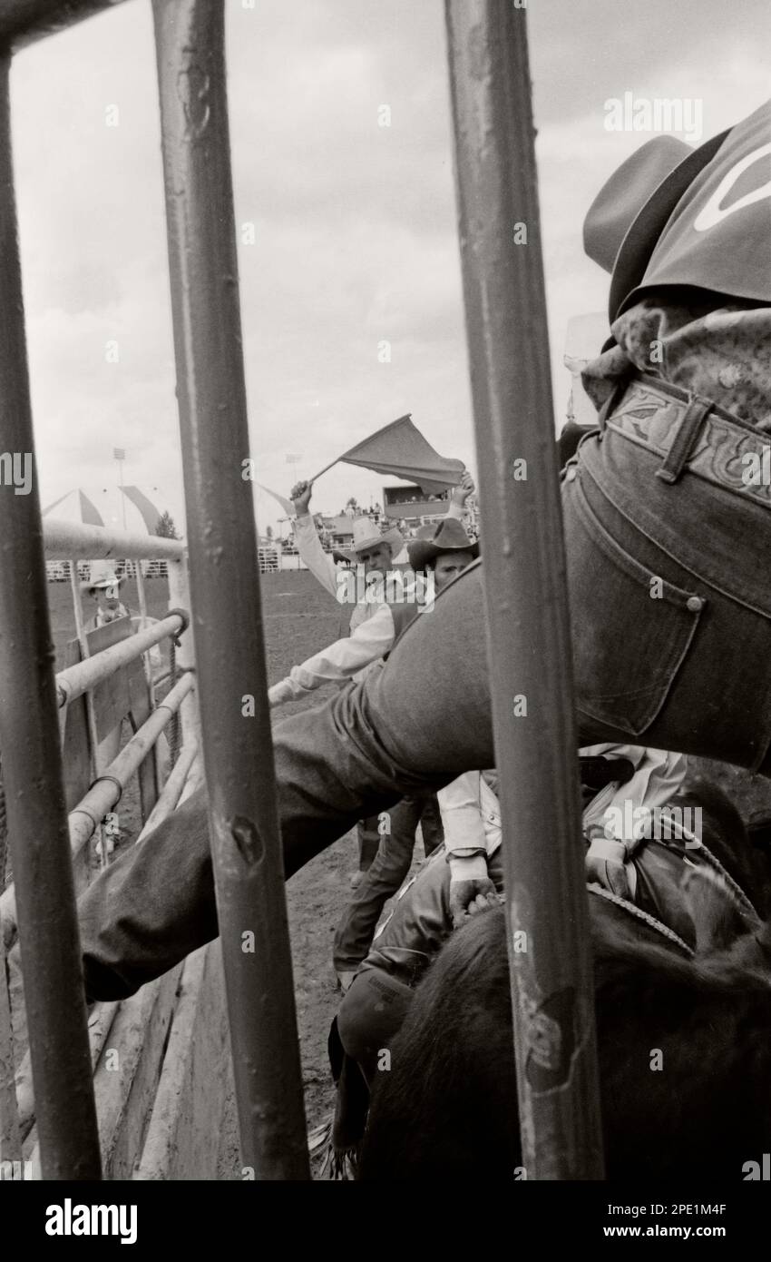 Boys steer riding event in the chute at the Calgary Stampede Rodeo ...
