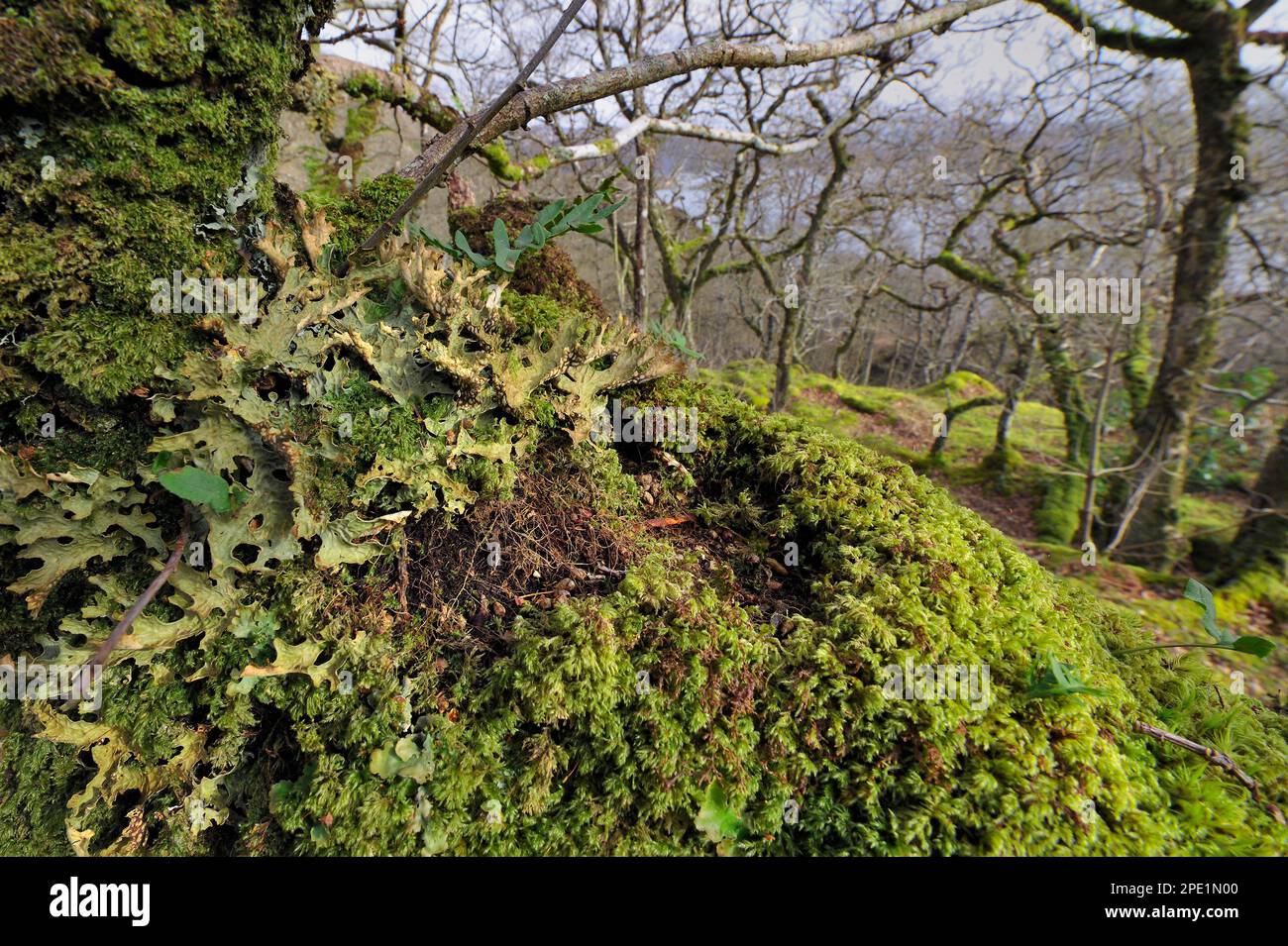 Deciduous Sessile Oakwood (Quercus petraea) rich in mosses, ferns including tree lungwort lichen in foreground (Lobaria pulmonaria), Genborrodale Stock Photo