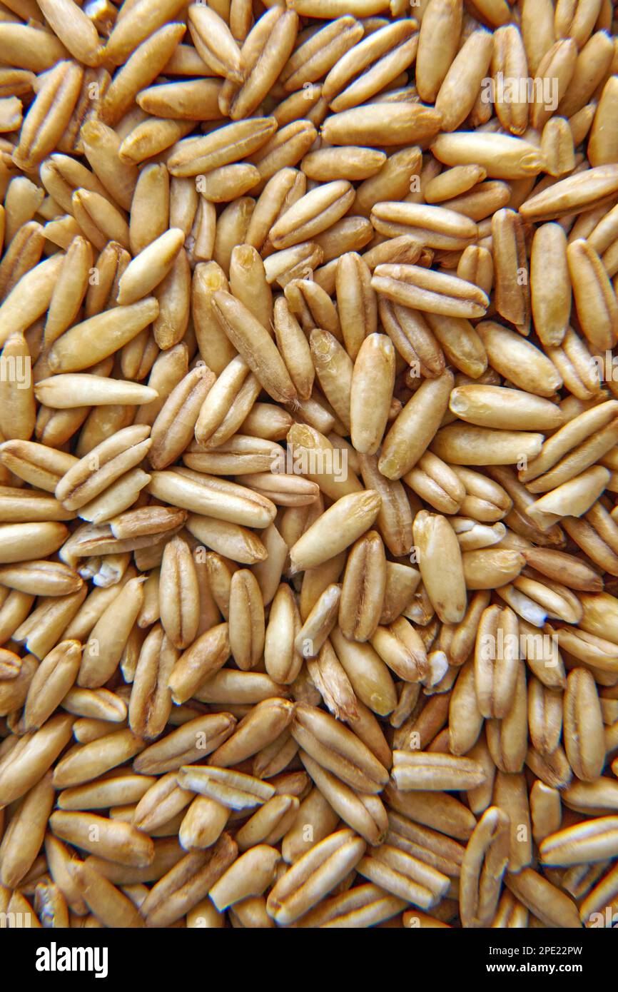 Whole grains of oats for sprouting close-up. Background of scattered ...