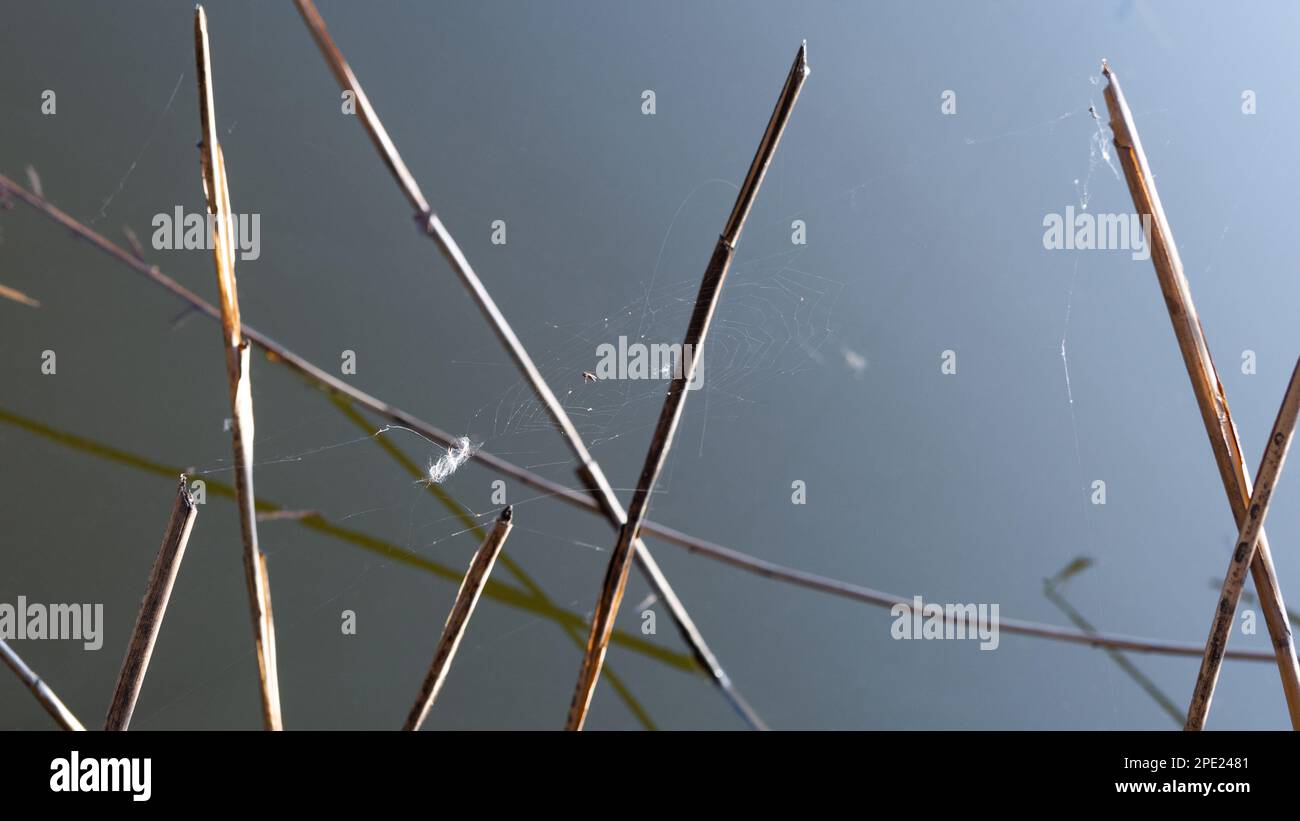 Withered autumn palm tree leaf hi-res stock photography and images - Alamy