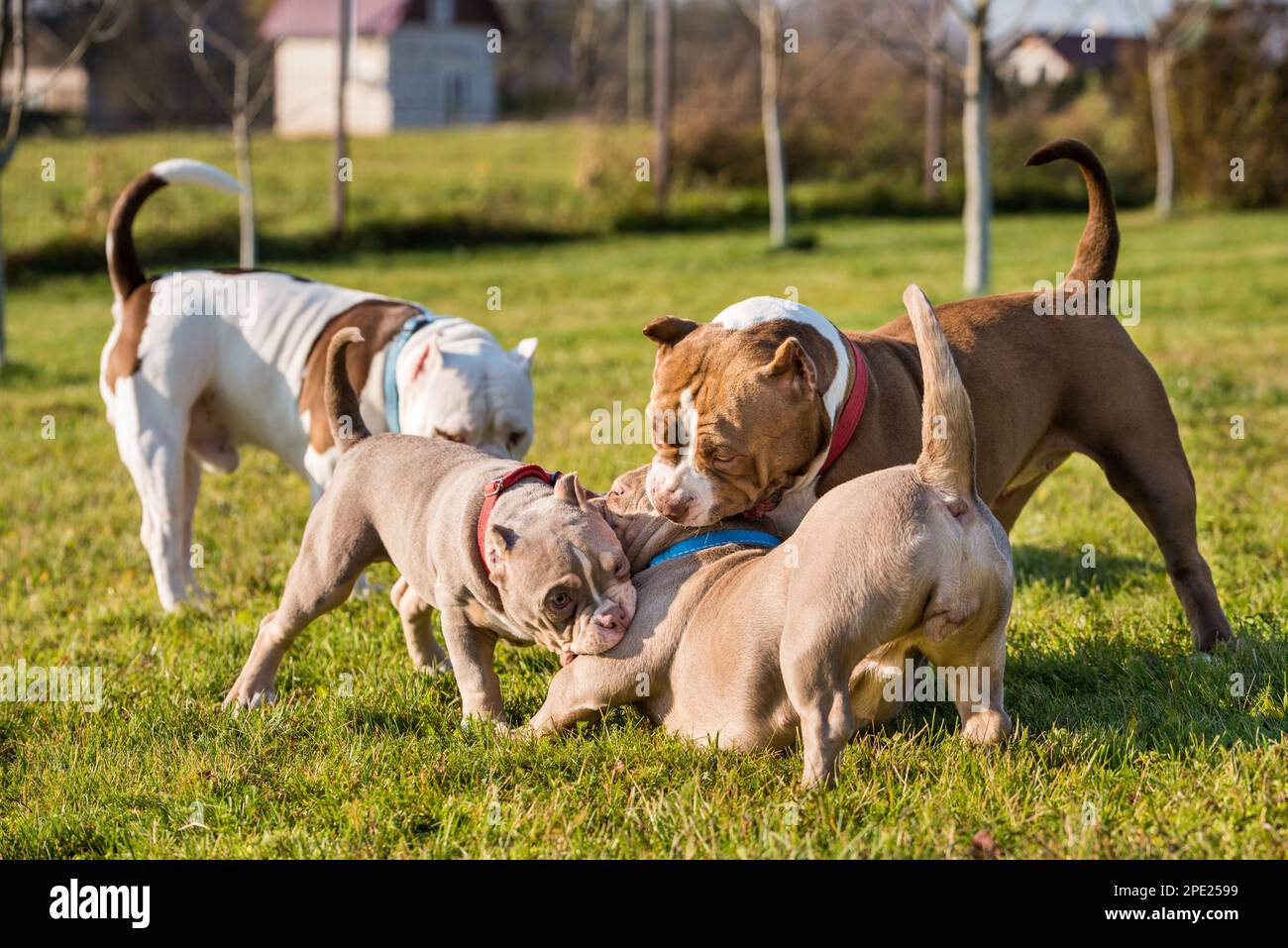American Bully puppies dogs are playing on nature Stock Photo Alamy