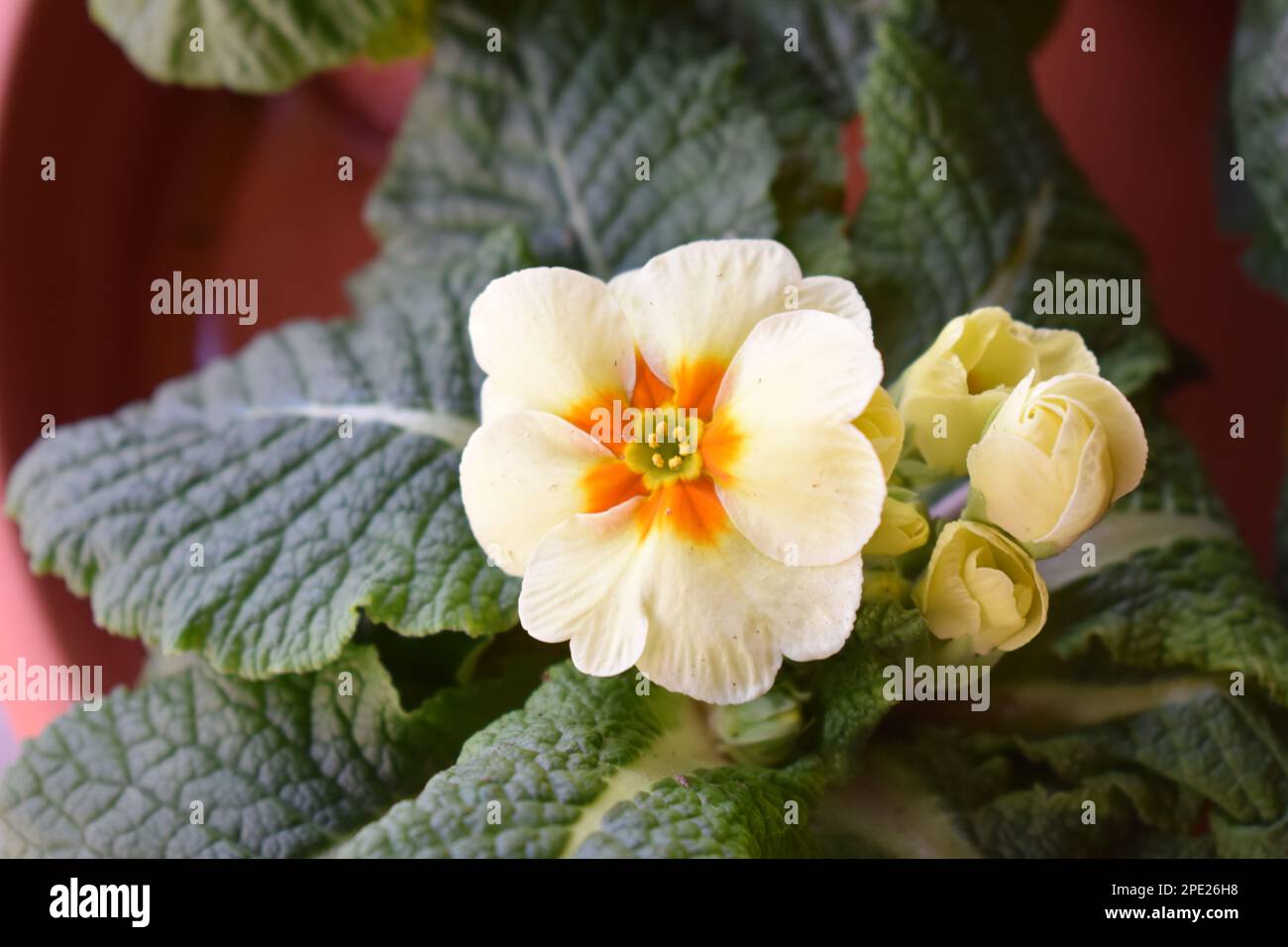white blooming primrose Stock Photo