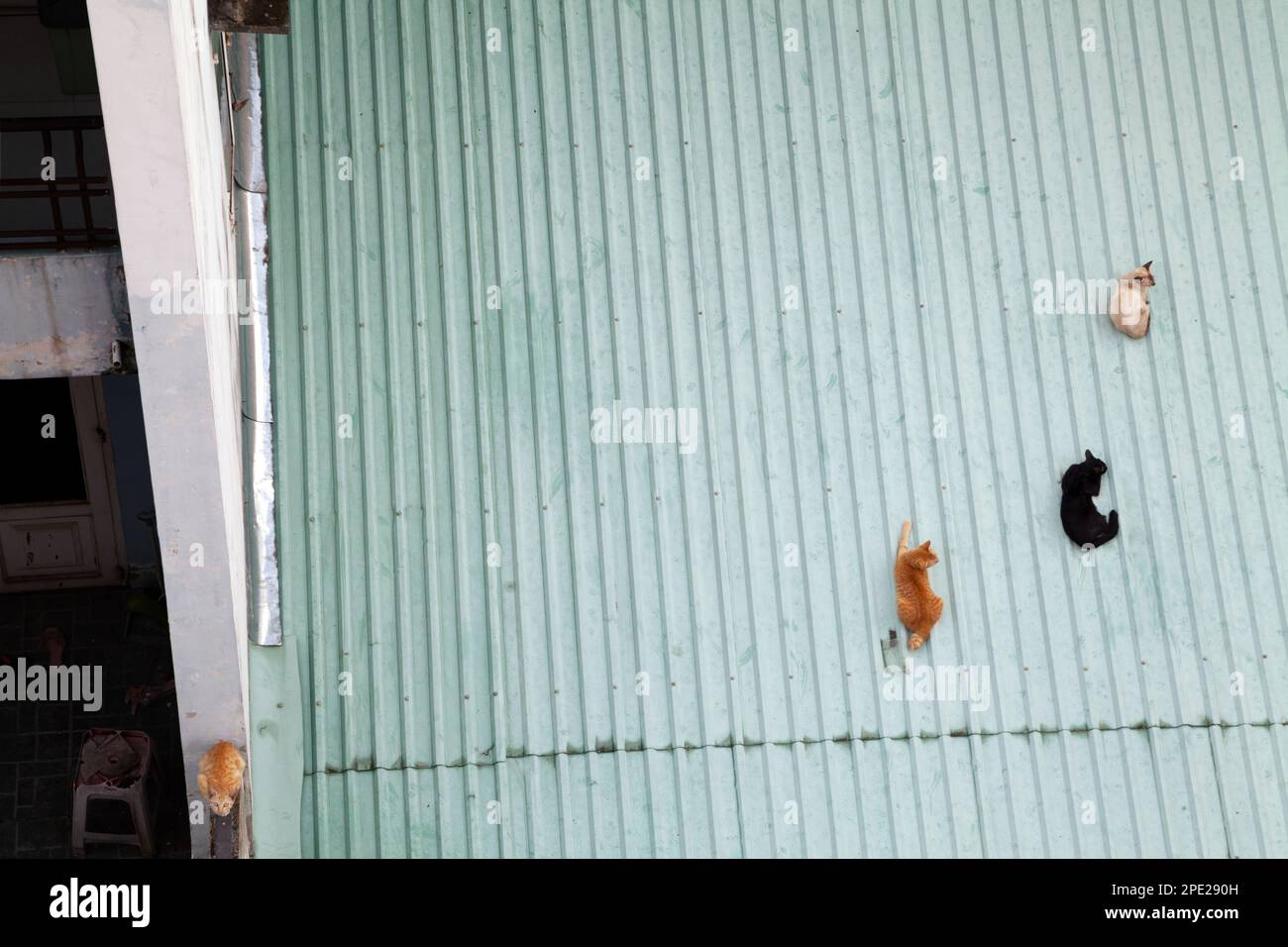 4 stray cats on different colors lounging on a roof, top view. Group of