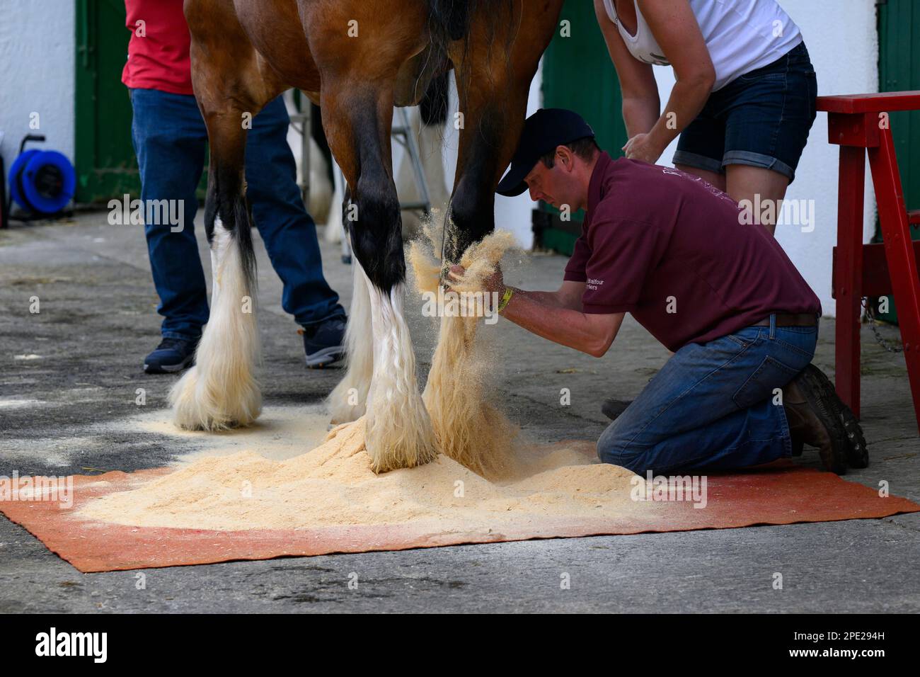 Stableman on knees, dusting feathered leg (white feathering) of heavy horse (busy people at showground) - Great Yorkshire Show, Harrogate, England UK. Stock Photo