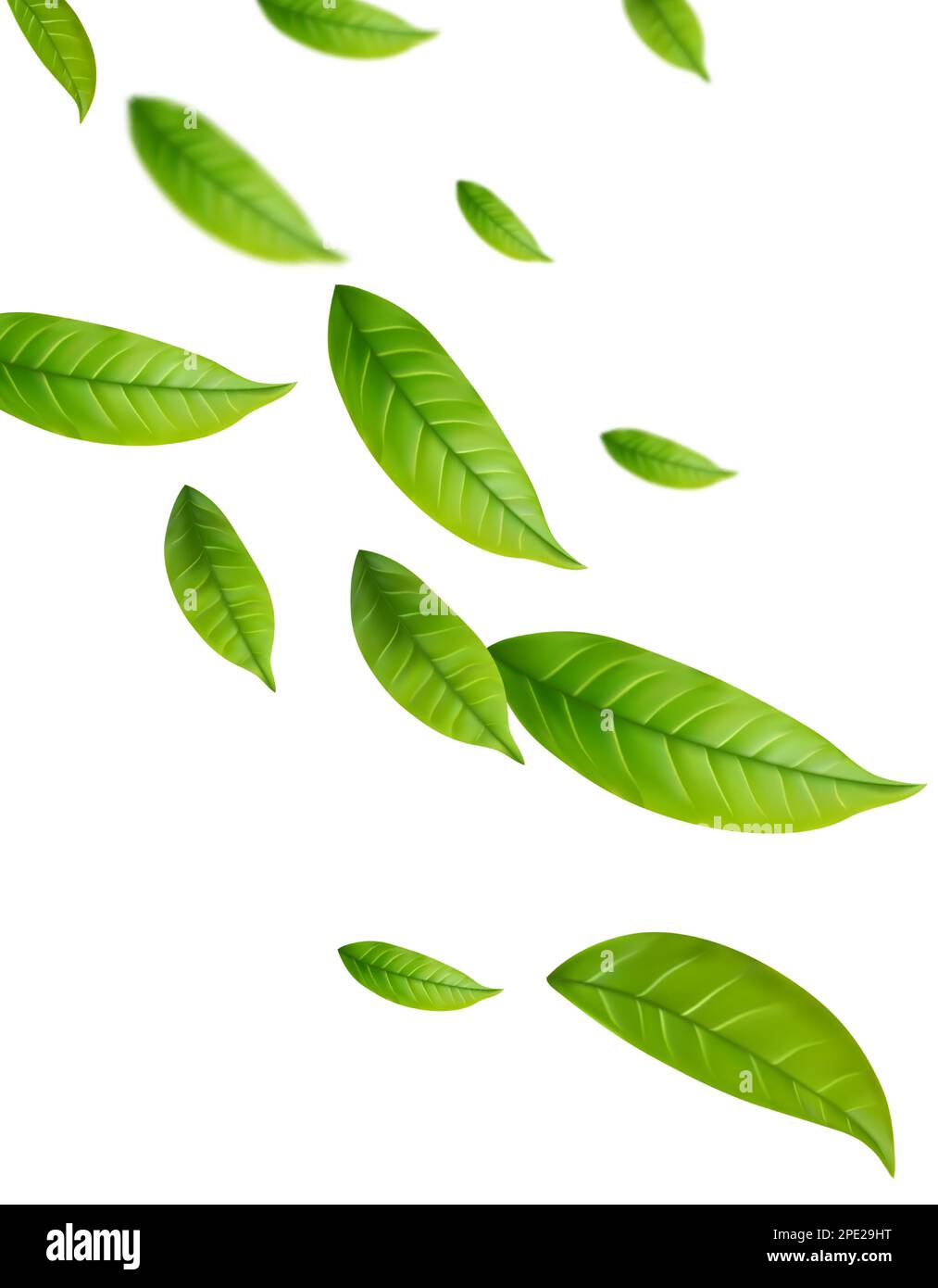 Realistic green tea leaves in motion Stock Vector Image & Art Alamy