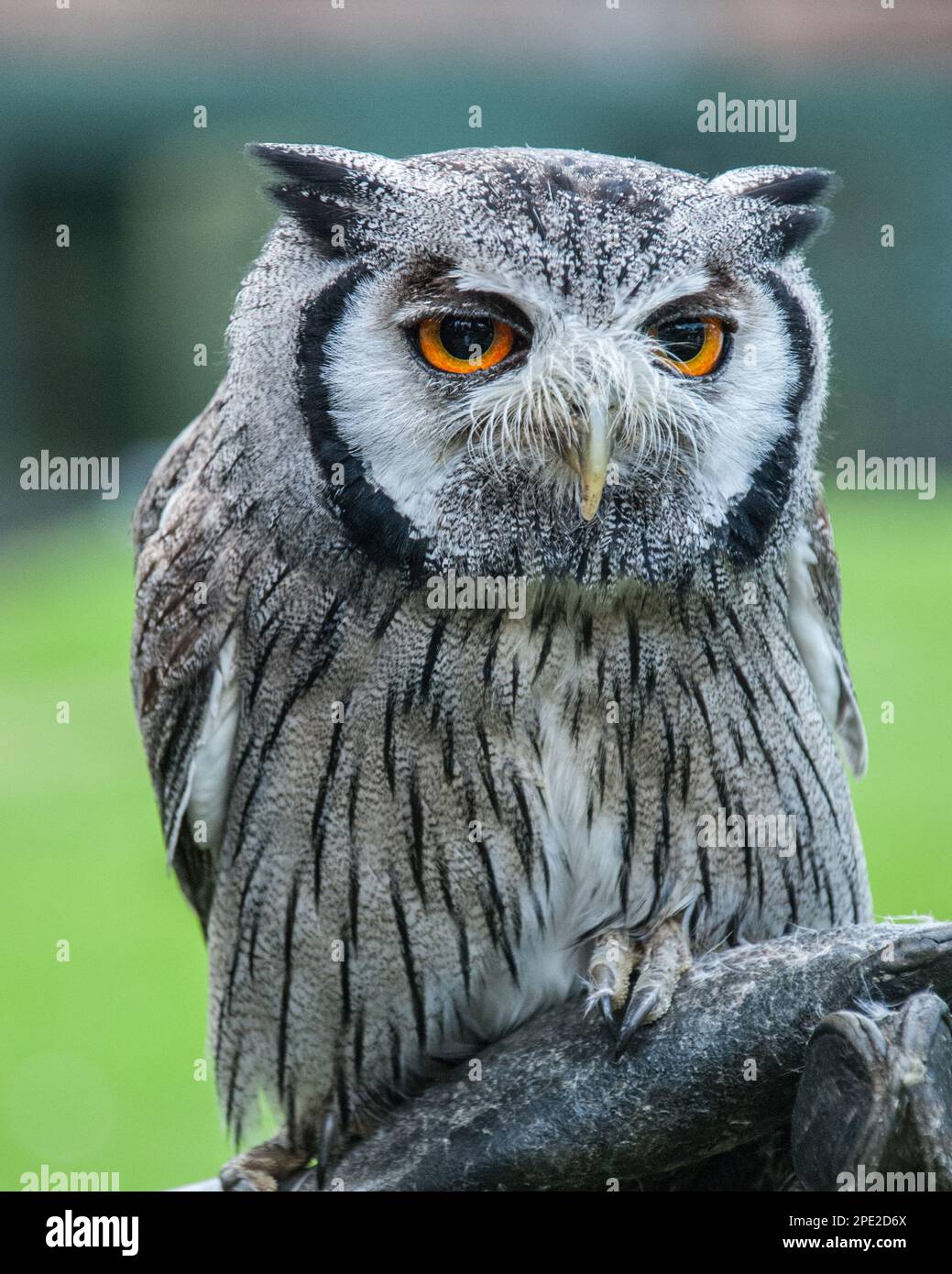 The northern white-faced owl (Ptilopsis leucotis) is a small but striking owl with a white face and yellow-orange eyes, surrounded by black feathers. Stock Photo