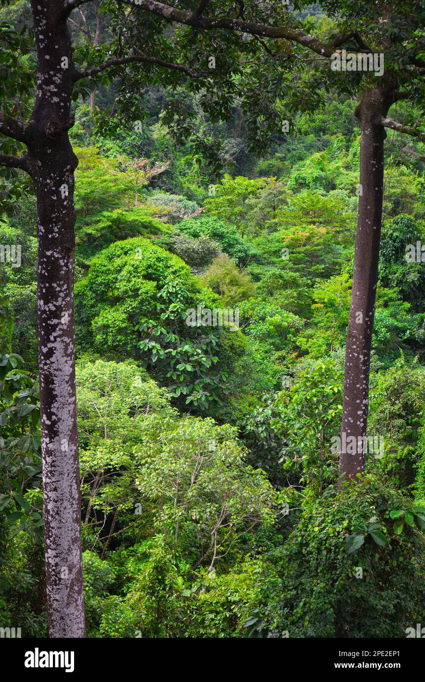Malaysia, Sabah, Sepilok, rainforest, flora, vegetation, plants, trees, Rainforest Discovery