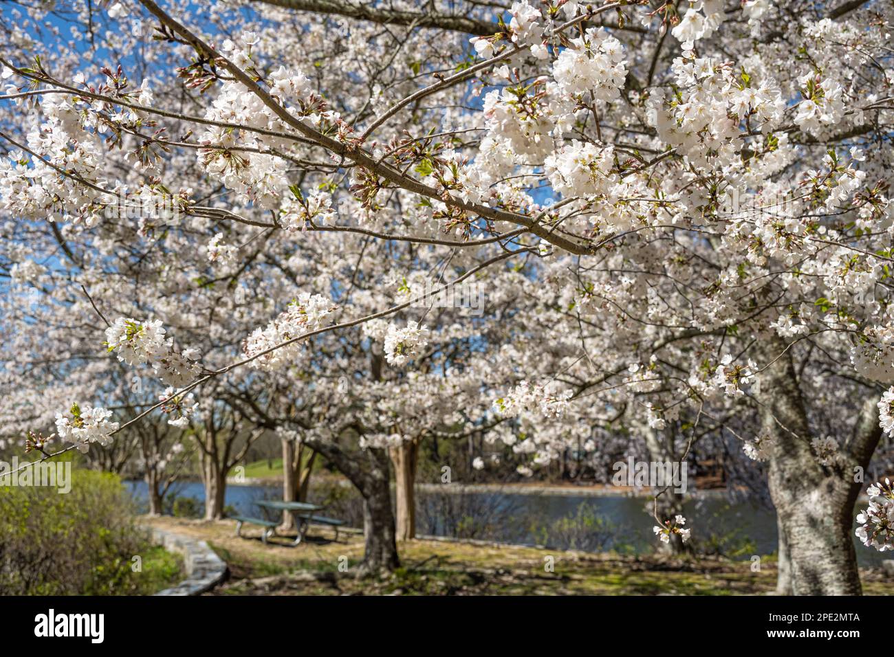 Blossoming cherry trees along a pond at Briscoe Park in Snellville (Metro Atlanta), Georgia. (USA) Stock Photo