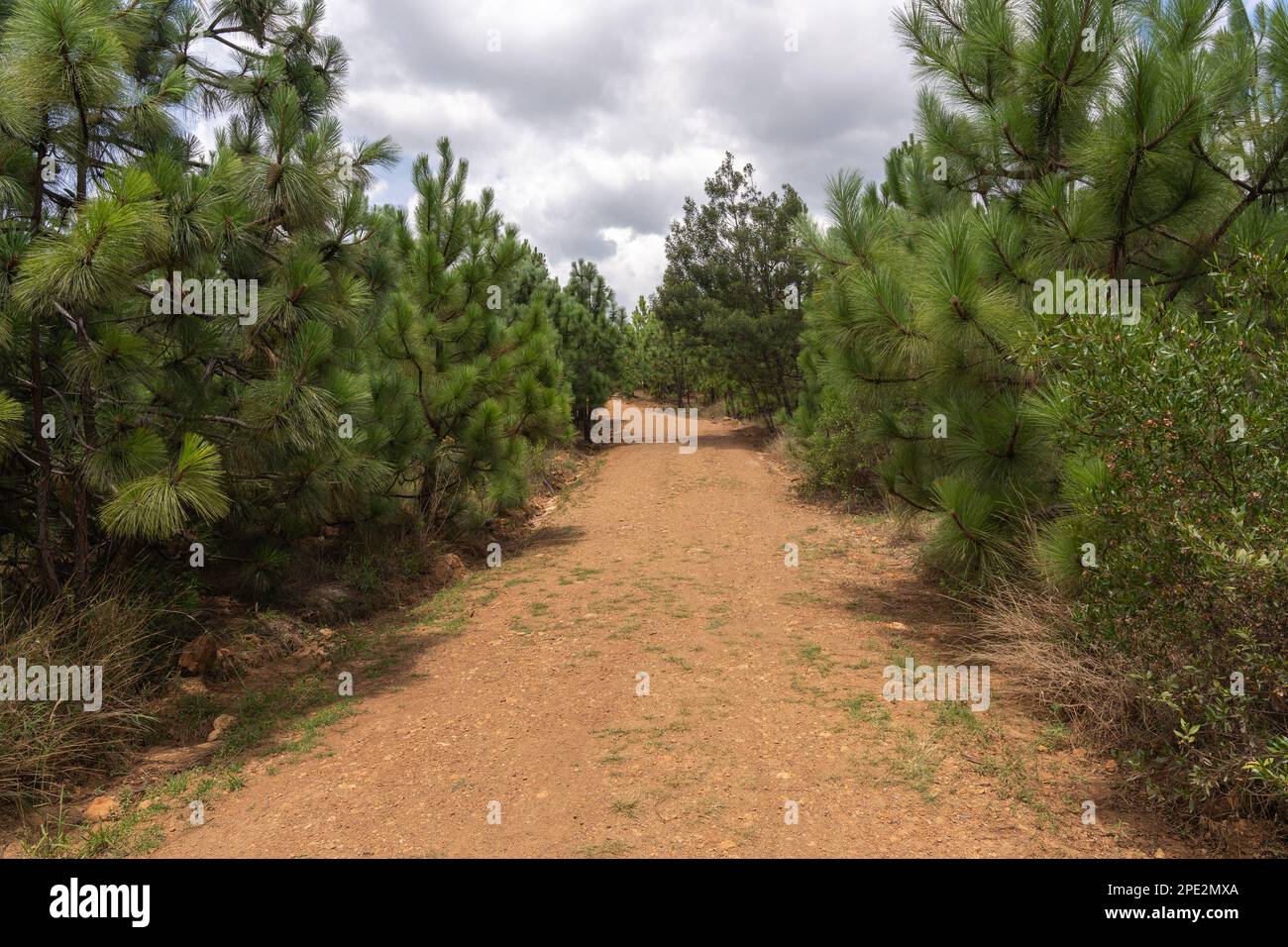 A scenic dirt path winding its way through a lush pine forest Stock ...