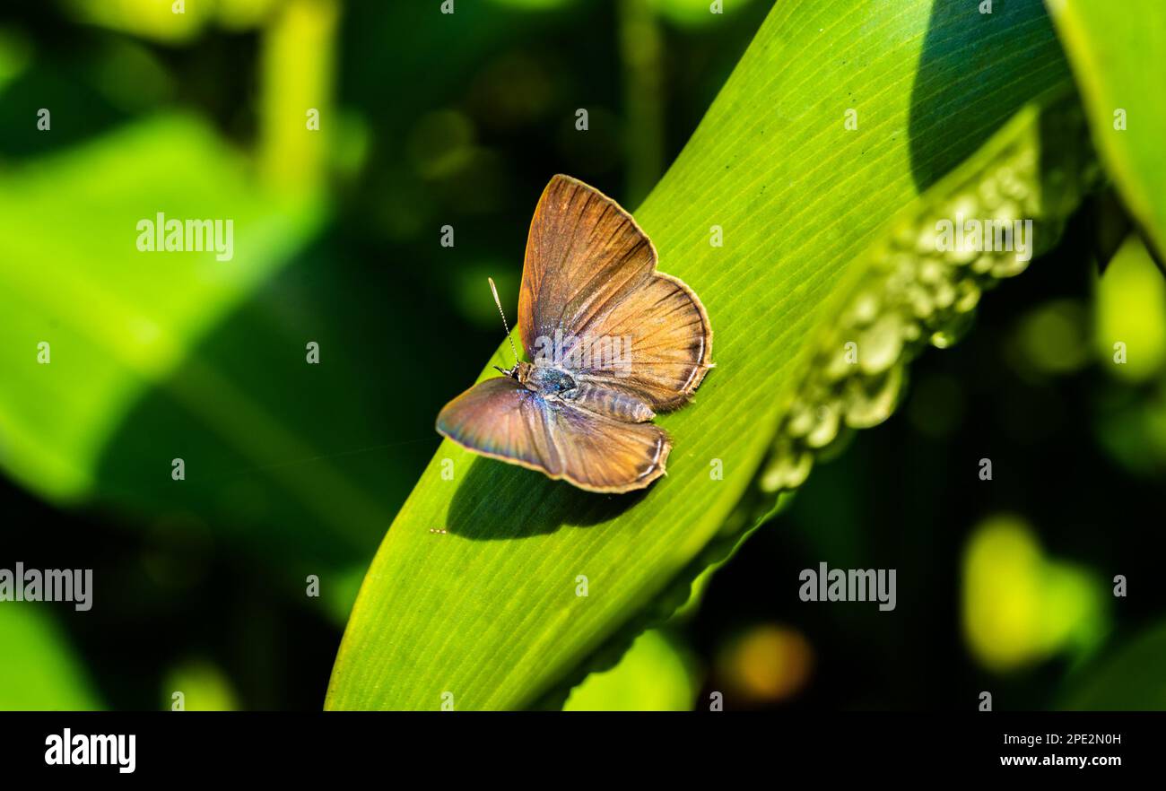 Curetis santana malayica (Malayan Sunbeam) Stock Photo