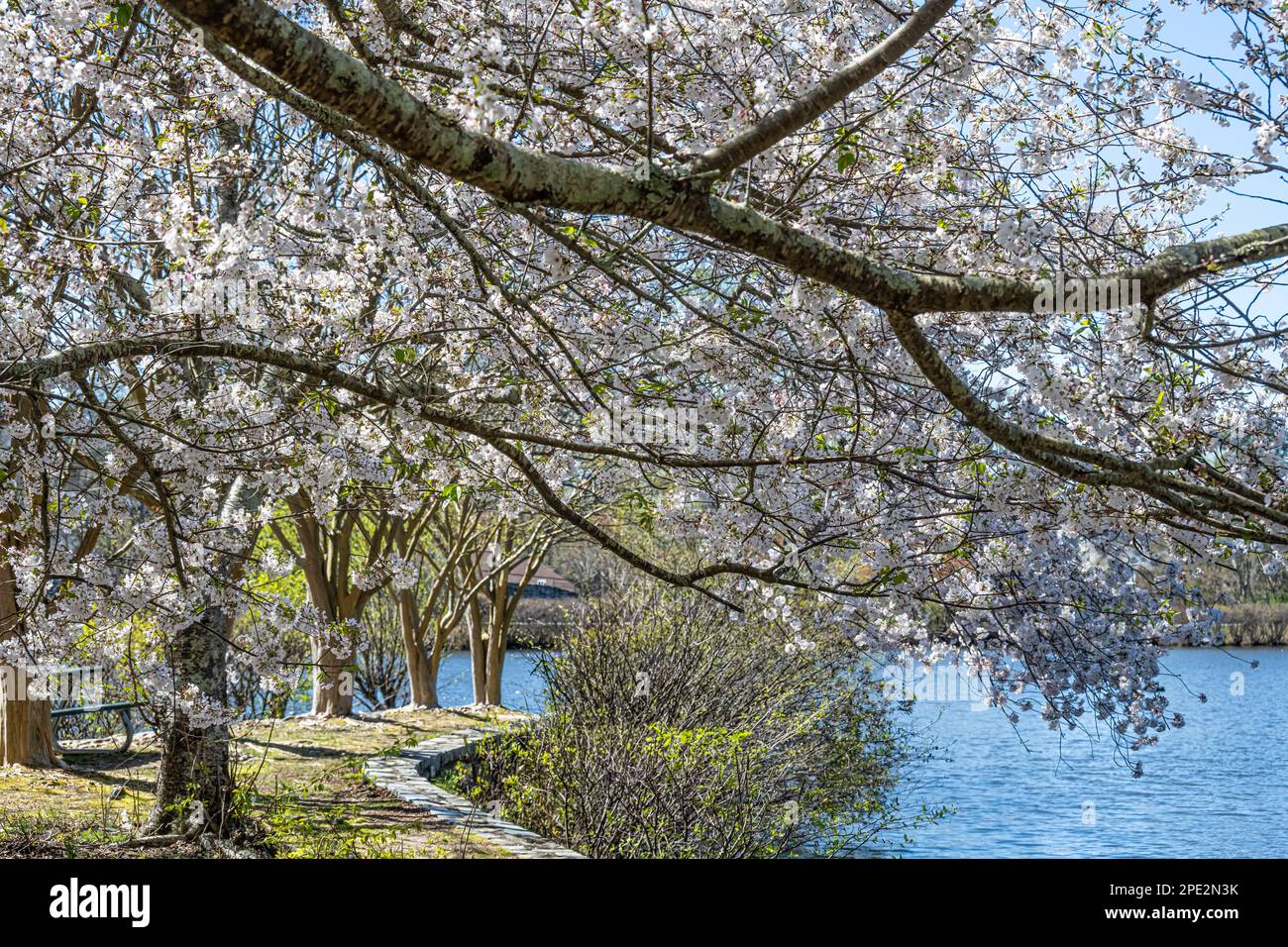 Blossoming cherry trees along a pond at Briscoe Park in Snellville (Metro Atlanta), Georgia. (USA) Stock Photo