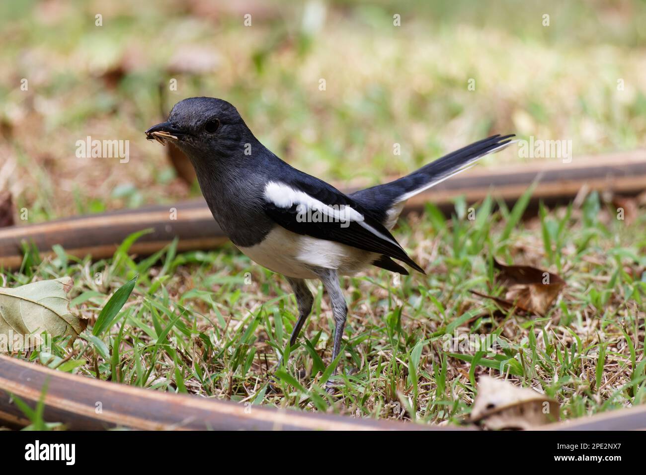 Magpie Robin in natural habitat on ground on tree branch and in bird bath Stock Photo