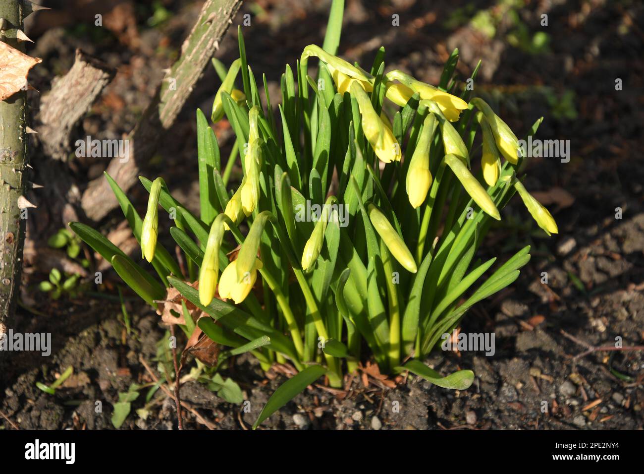 Copenhagen /Denmark/15 March 2023/Green plants with tiny yellow colour flowers growing in danish