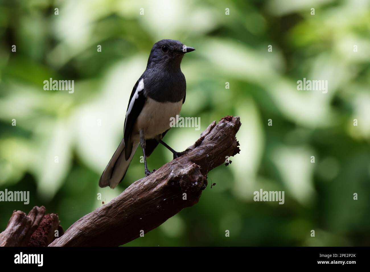 Magpie Robin in natural habitat on ground on tree branch and in bird bath Stock Photo