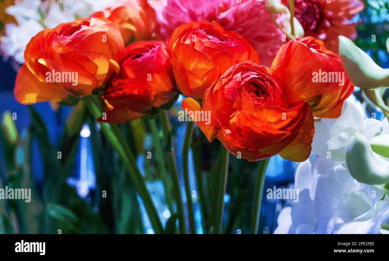 Beautiful flowers that look like roses are buttercups. The favorite