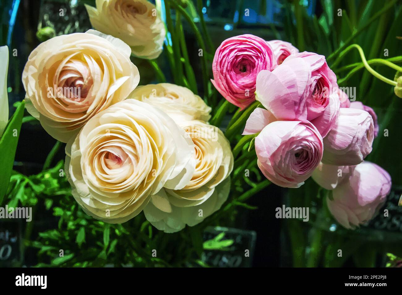 Beautiful flowers that look like roses are buttercups. The favorite