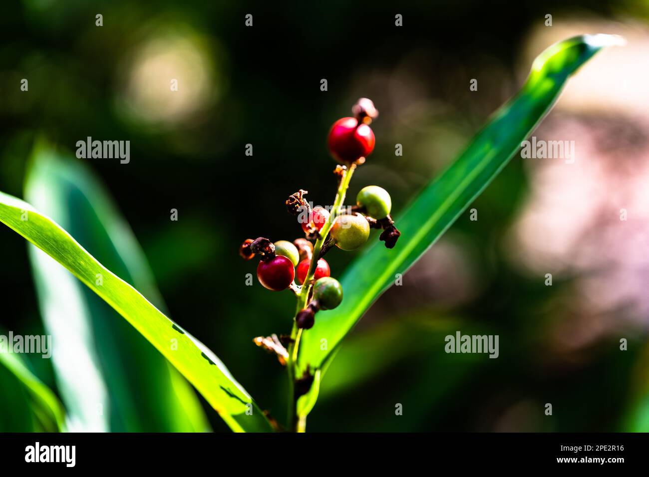 weird plant, macro Stock Photo