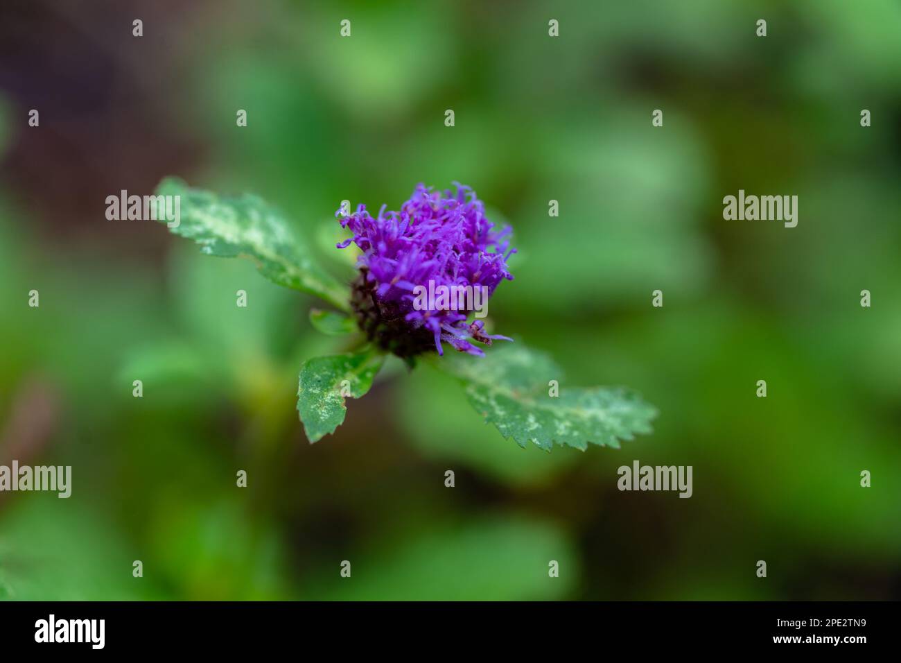 Sigma 70mm macro hi-res stock photography and images - Alamy