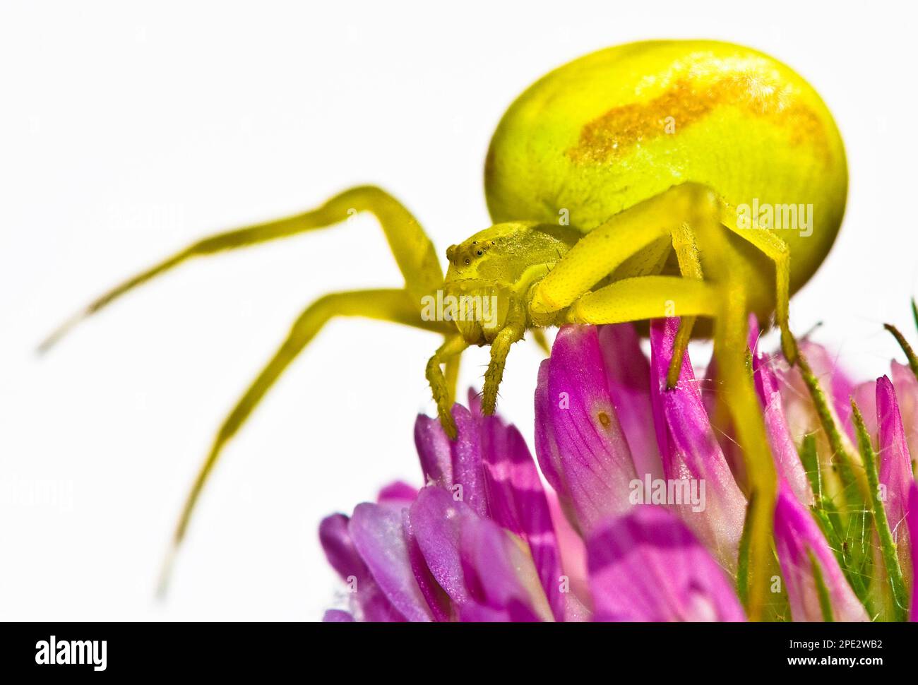 Goldenrod crab spider (Misumena vatia) hiding on pink petals Stock Photo
