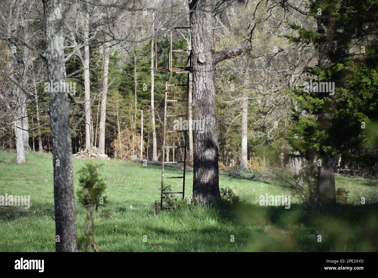 An old metal ladder deer stand set up on a farm in rural Missouri, MO, United States, US, USA.  Deer season is like a holiday to many in the area. Stock Photo