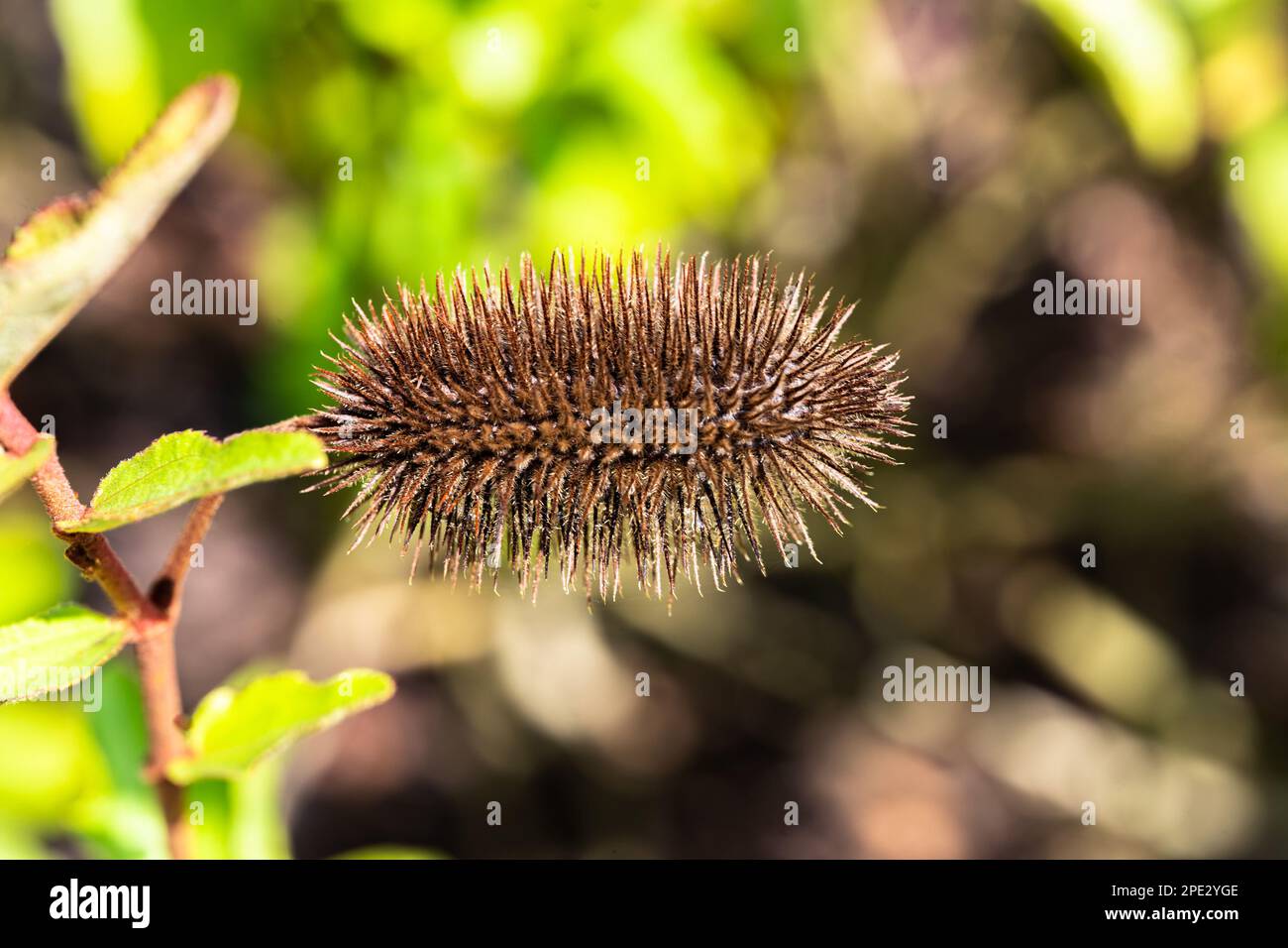 Hairy Plant, Macro Stock Photo - Alamy