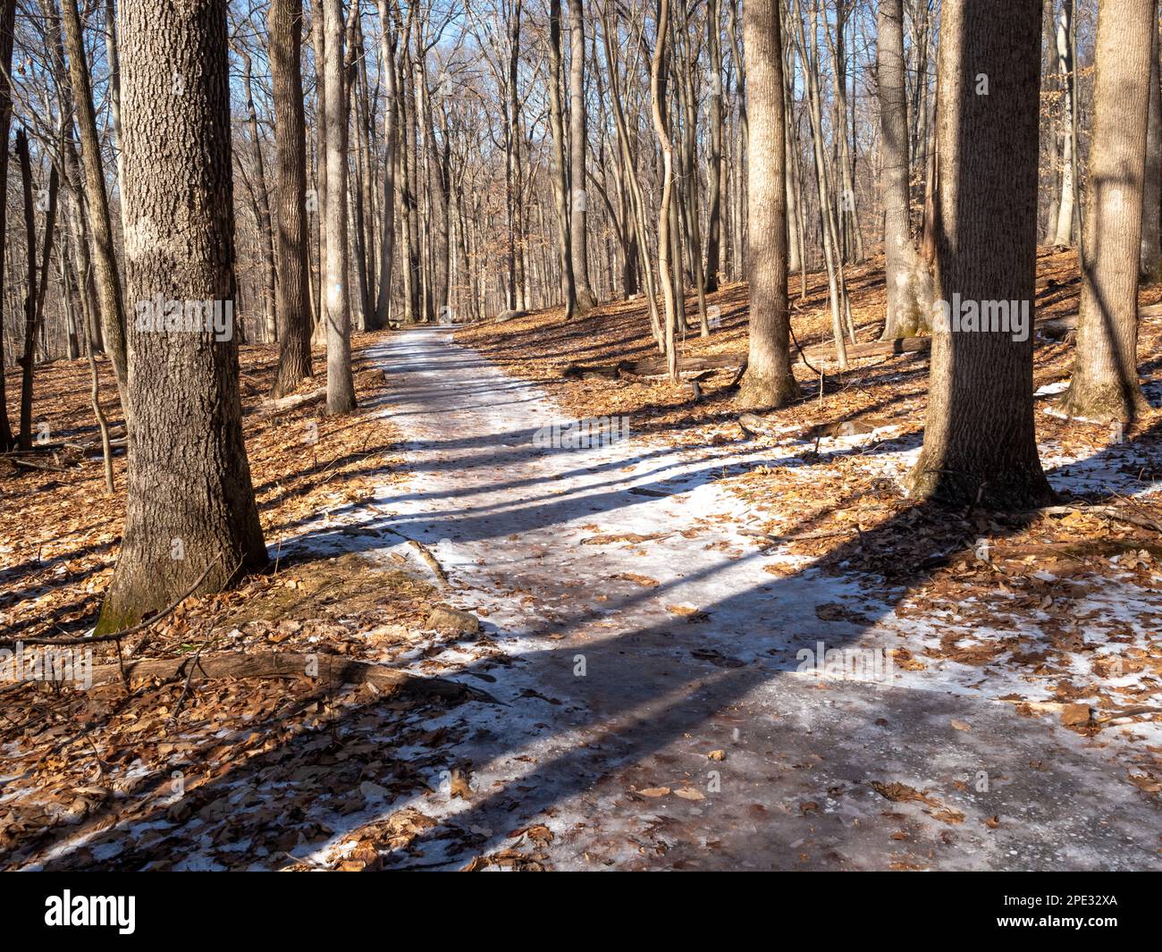 winter landscape in the forest with snow Stock Photo - Alamy