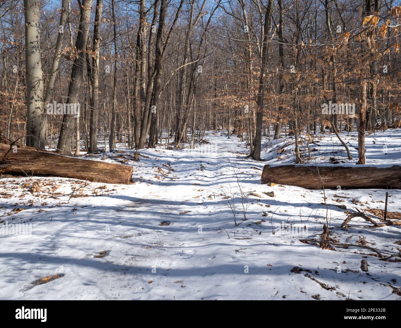 winter landscape in the forest with snow Stock Photo