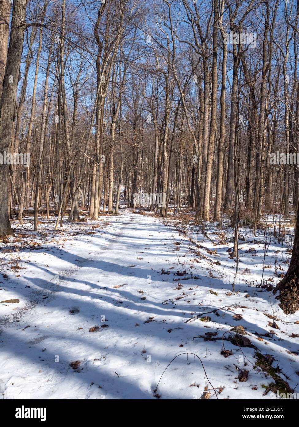 winter landscape in the forest with snow Stock Photo - Alamy