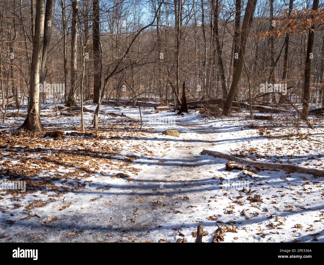 winter landscape in the forest with snow Stock Photo - Alamy