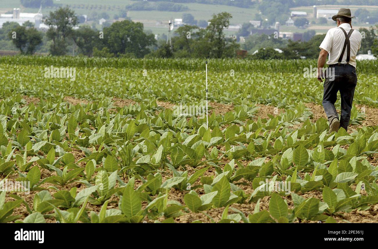 Mennonite farmer David Zimmerman, 57, walks to a marker in the ground