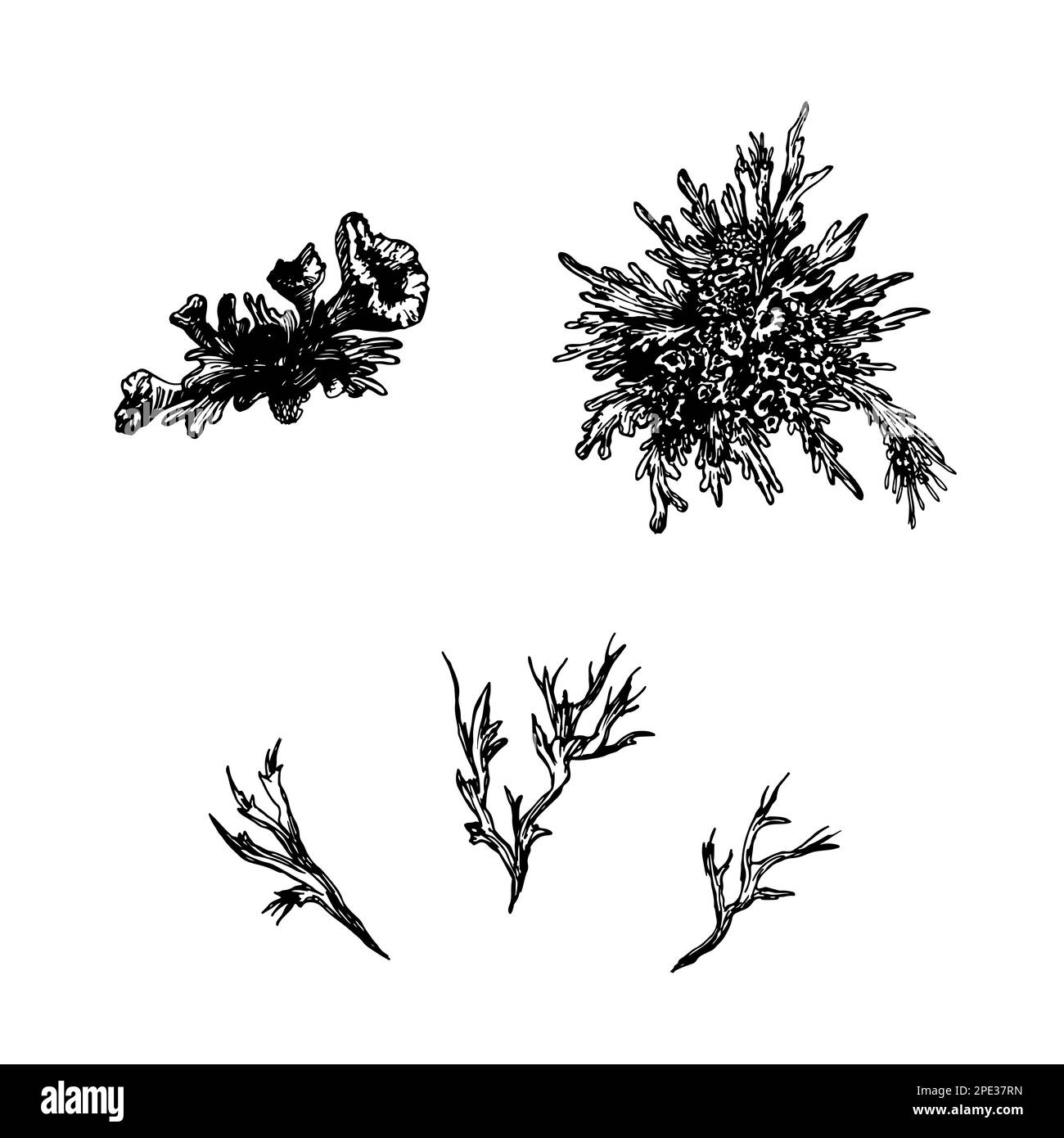 Different types of moss Stock Vector Images - Alamy